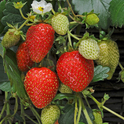 Strawberry 'Elan'