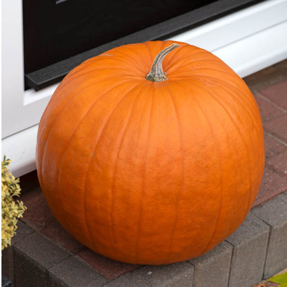 Pumpkin 'Atlantic Giant'
