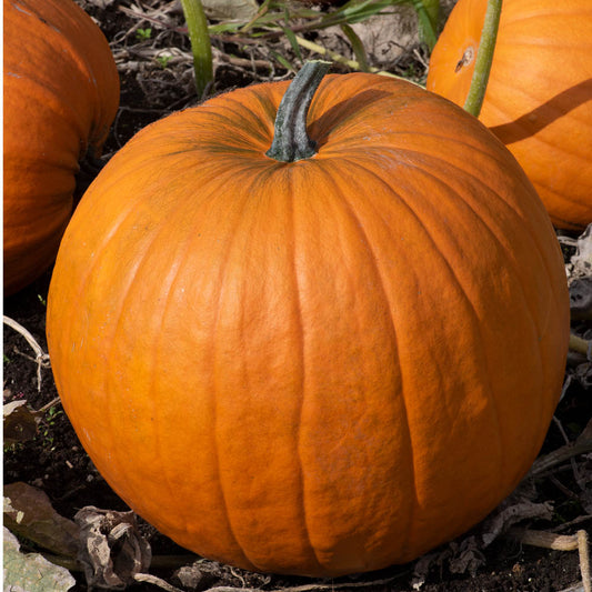 Pumpkin 'Atlantic Giant'